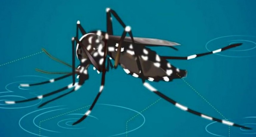  La Anmat aprobó el uso de una vacuna contra el dengue 