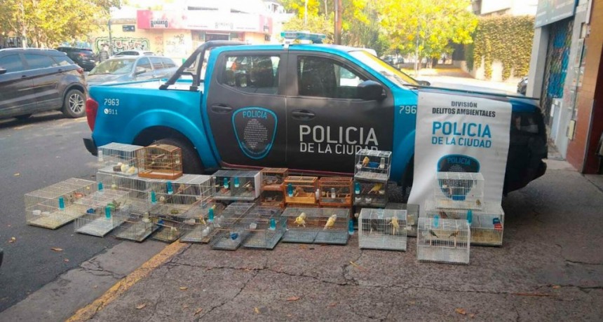  Rescataron a más de 60 aves hacinadas de un criadero ilegal en Saavedra 