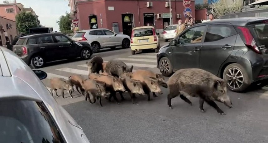  Toque de queda en Roma por la presencia de jabal&iacute;es en las calles 