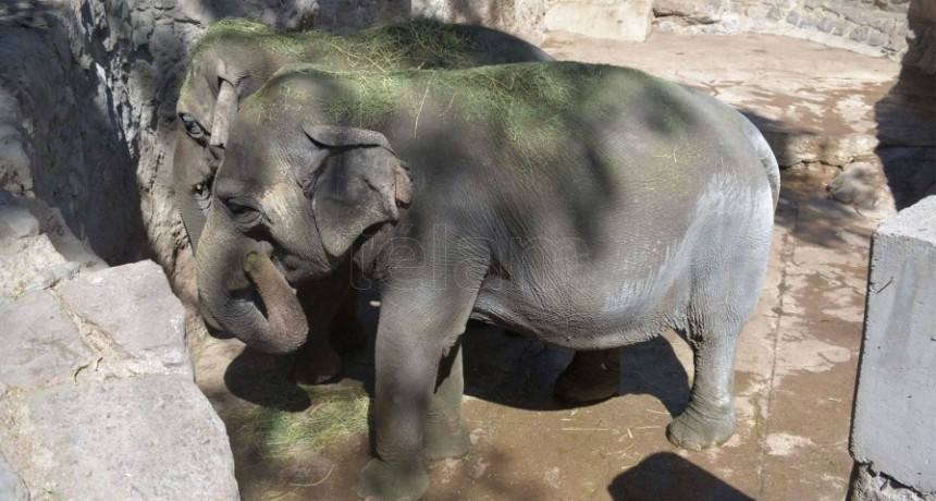  Las elefantas Pocha y Guillermina viajar&aacute;n a un santuario en Brasil 