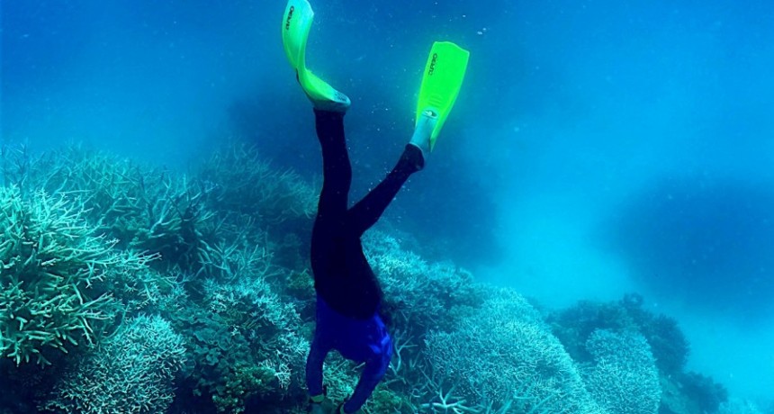  Una ola de calor en Australia da&ntilde;&oacute; el 91% de la Gran Barrera de Coral 