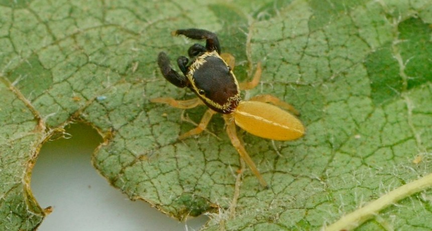  "Patoruzito", la nueva especie de ara&ntilde;a descubierta en Misiones 