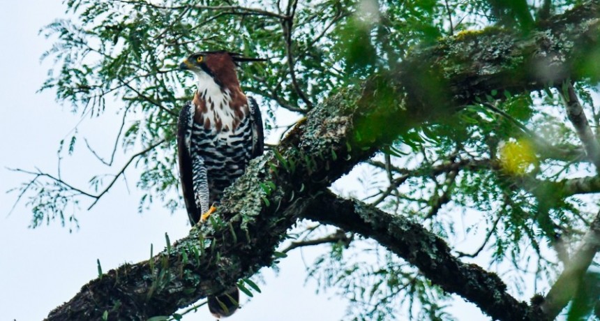  Buscan proteger las &aacute;guilas que habitan la selva paranaense 