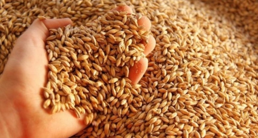  Cebada: proyectan otra cosecha r&eacute;cord tras un 8,3% m&aacute;s de superficia sembrada 