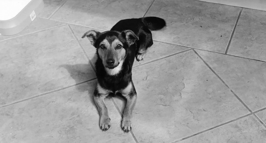  Pusieron en cuarentena a "Coco", el perro que lleg&oacute; a Ezeiza sin vacunas ni certificados 