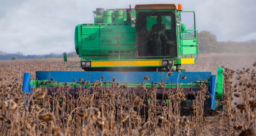  La cosecha de girasol finalizó con una producción en alza del 15% respecto al 2021-2022 