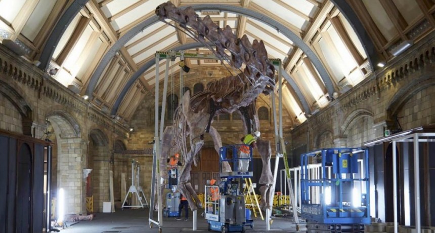  El Museo de Historia Natural de Londres exhibe una réplica de un dinosaurio descubierto en Chubut 
