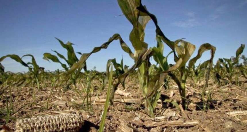  El Ministerio de Economía declaró la emergencia agropecuaria en Córdoba y Neuquén 