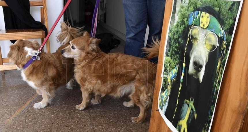  Aceptarán las visitas con mascotas en los geriátricos de la CABA 