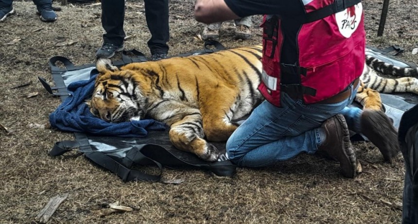  Rescataron a dos tigres de bengala en Balcarce y serán trasladados a Jordania 