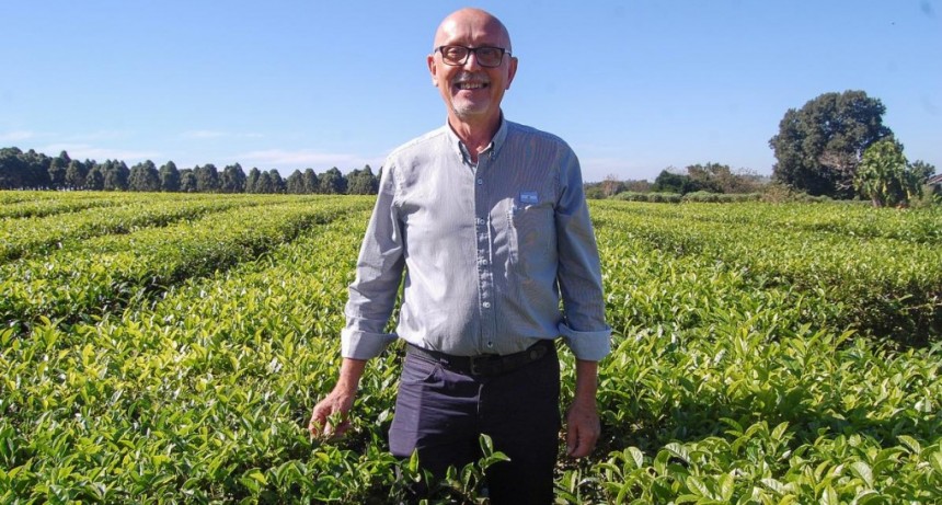  De las semillas traídas por un ucraniano a una industria pujante: el té cumple 100 años 