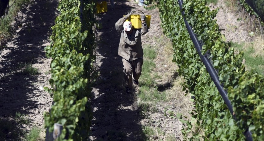  Destinarán $500 millones para productores vitivinícolas en situación de vulnerabilidad 