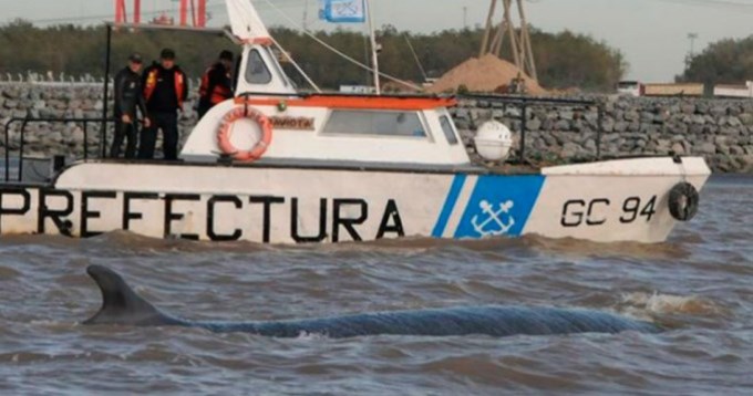 Murió la ballena encallada en Dock Sud