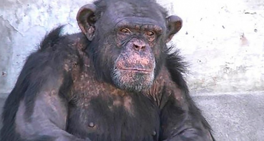  Presentaron un habeas corpus para la liberaci&oacute;n de un chimpanc&eacute; alojado en un zool&oacute;gico 