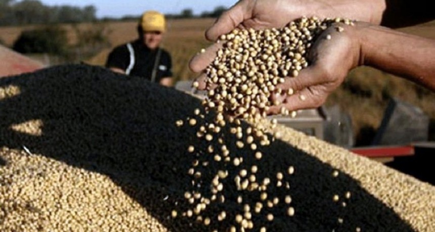  La soja alcanz&oacute; su m&aacute;ximo precio hist&oacute;rico: US$ 652 la tonelada 