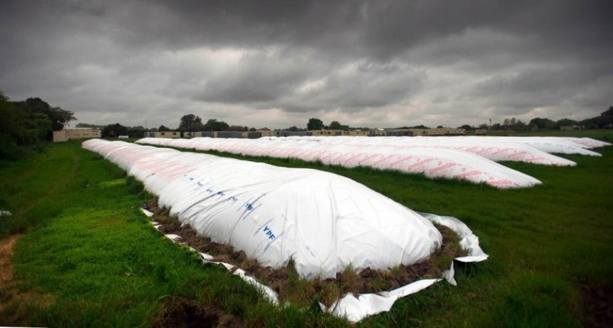  La soja alcanz&oacute; precios r&eacute;cord y en Argentina proyectan crecimiento de &aacute;rea sembrada 