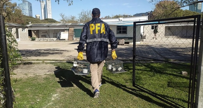  Rescataron aves aut&oacute;ctonas y en peligro de extinci&oacute;n de una casa en Villa Devoto 