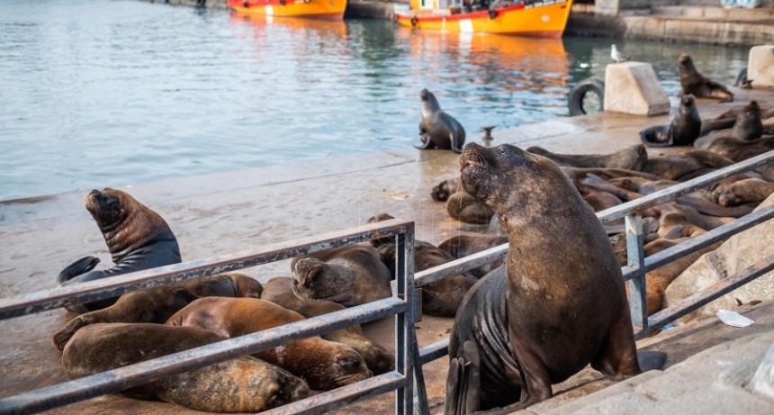  Reubicar&aacute;n a los lobos marinos que ocupan cada vez m&aacute;s espacio en la banquina del puerto 