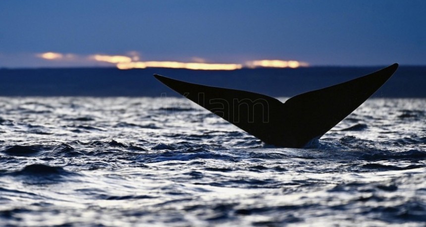  Un velero embisti&oacute; intencionalmente a una ballena y buscan a sus ocupantes 