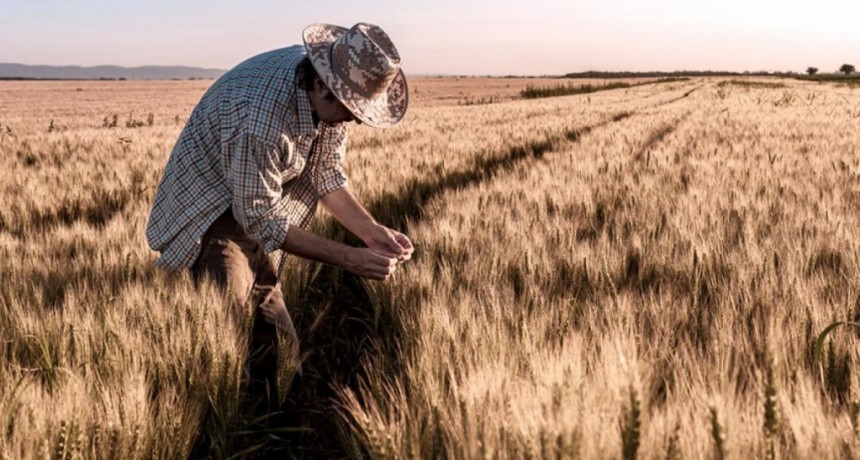  Las lluvias cambian el potencial productivo del trigo en el este de la región núcleo 