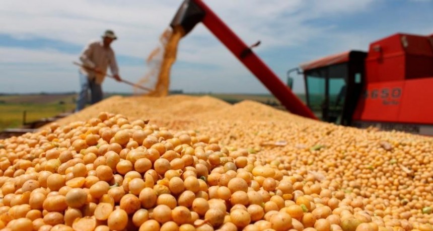  El precio de la soja cayó más de 10% en último mes y medio 