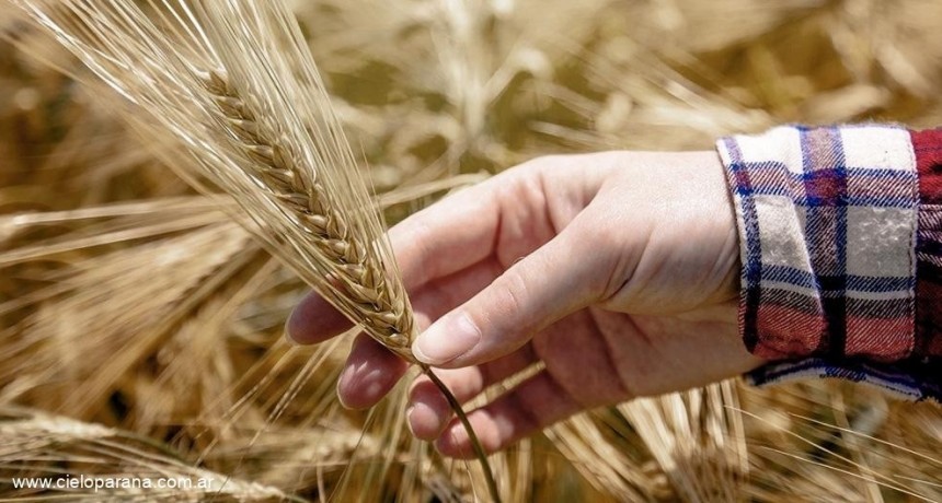  Juan Jos&eacute; Bah&iacute;llo: "Entre los productores hay un fuerte &aacute;nimo por sembrar" 