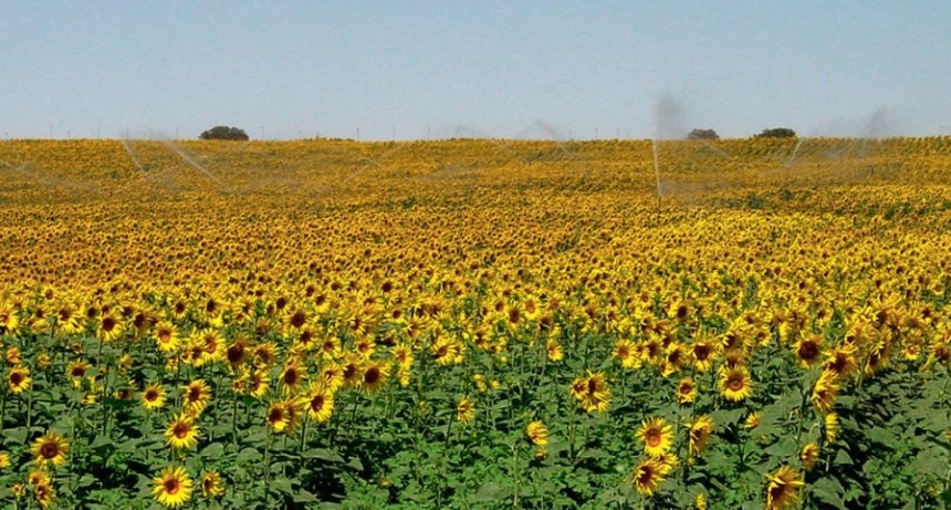  El &aacute;rea sembrada con girasol podr&iacute;a crecer entre 30% y 40% en la campa&ntilde;a 2022/2023 