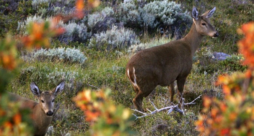  El exceso de caza del huemul lo puso en peligro de extinci&oacute;n 