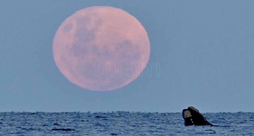  La superluna del ciervo, más grande y luminosa, ya puede verse en Argentina 