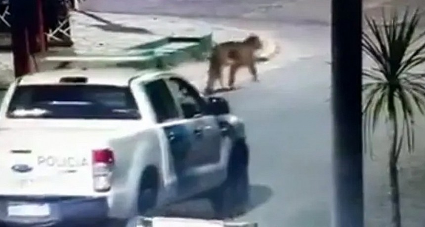  Alarma en Villa Gesell por un grupo de pumas que deambula por las calles 