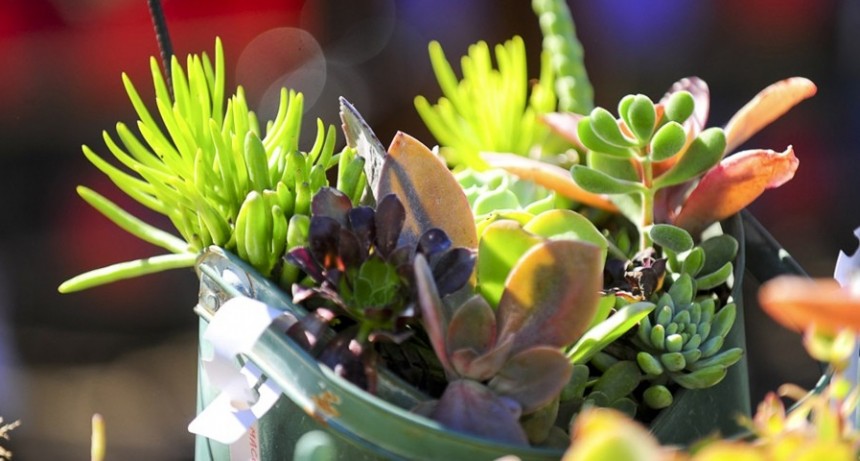  Cientos de plantas suculentas, en peligro de extinción por el calentamiento global 
