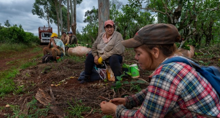  Misiones apuesta a recuperar el suelo y cultivar alimentos sin t&oacute;xicos 