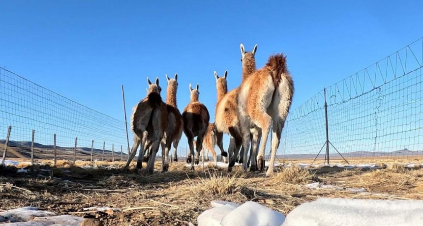  Un grupo de guanacos silvestres de Santa Cruz fue reintroducido en La Pampa 