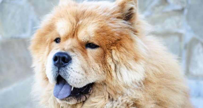  Tras el ataque de los dogos, un chow chow agredió a una mujer en Córdoba 