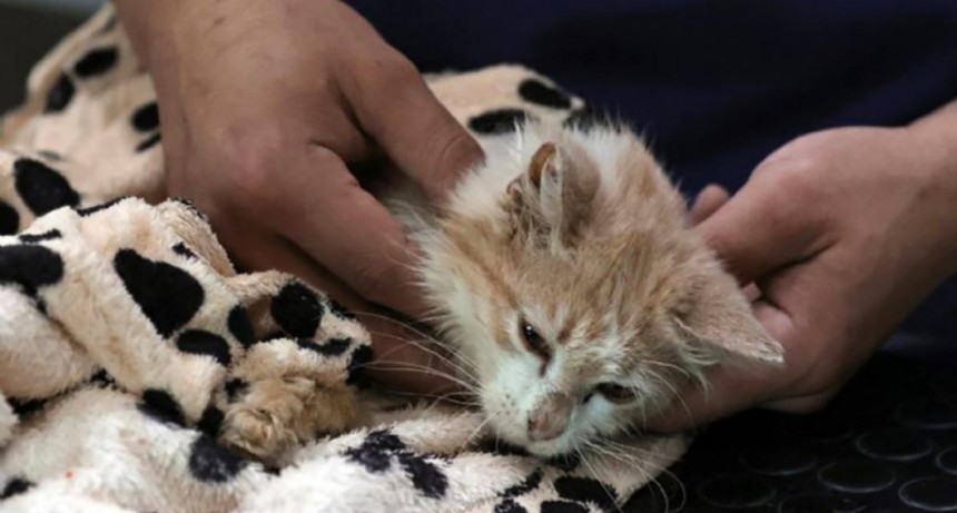  Decenas de miles de gatos están muriendo en Chipre por una mutación de coronavirus 