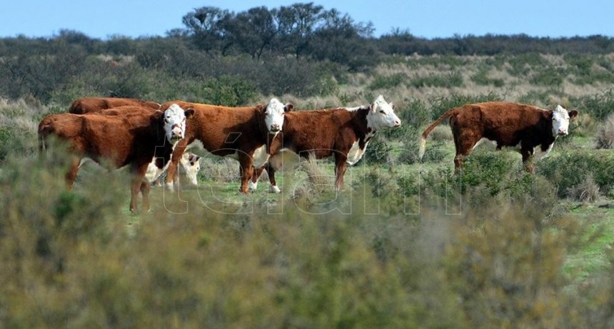  Un alga roja combate el efecto invernadero de gases provenientes de excrementos de vaca 