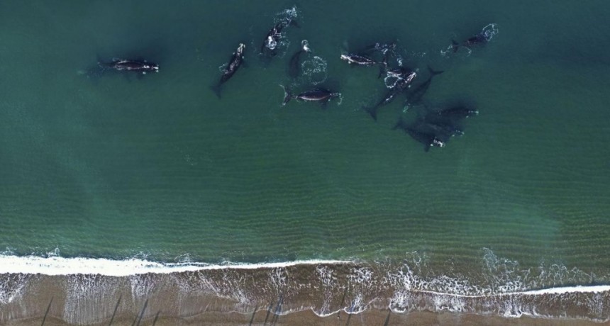  Ya hay más de 1200 ballenas en el área de la Península Valdés 