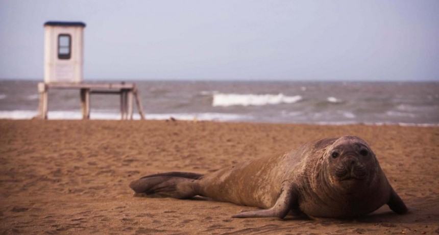  Hay más de 100 mil lobos y elefantes marinos en la costa sur de Chubut 