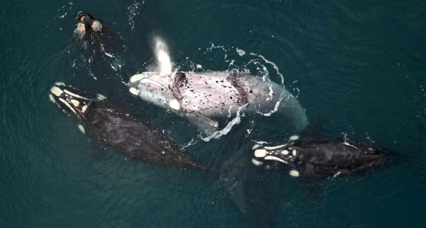  Advierten que las ballenas y los delfines padecen el cambio climático y la caza 