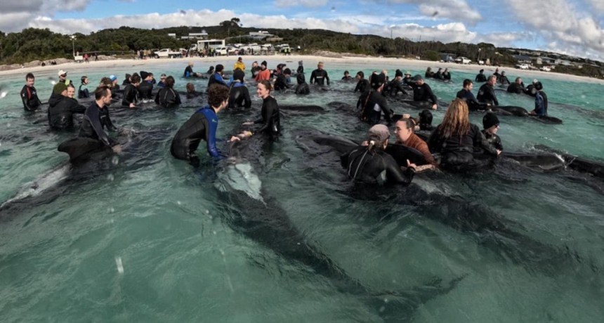  Murieron las 97 ballenas pilotos varadas en el oeste de Australia 