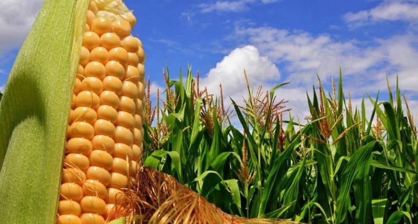  Productores vendieron más de 952.000 toneladas de maíz y acumulan 2,42 millones 