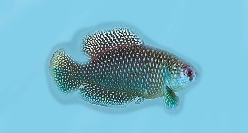  Descubrieron una nueva especie de pez de la familia de los 