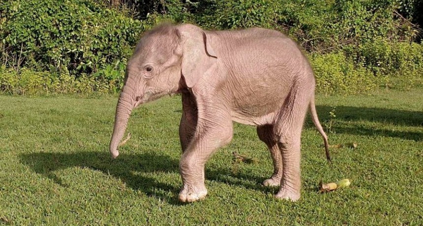  Nació en Myanmar un inusual elefante blanco 