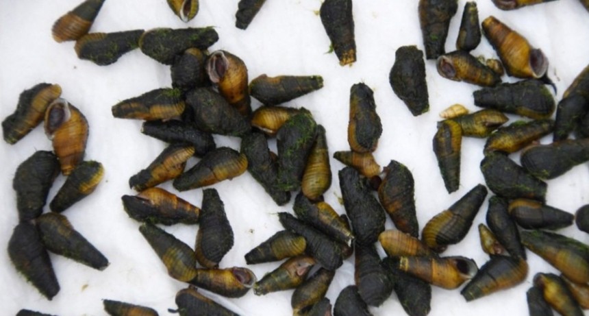  Yacyretá reintrodujo en el Paraná una especie de caracol que corría riesgo de extinción 