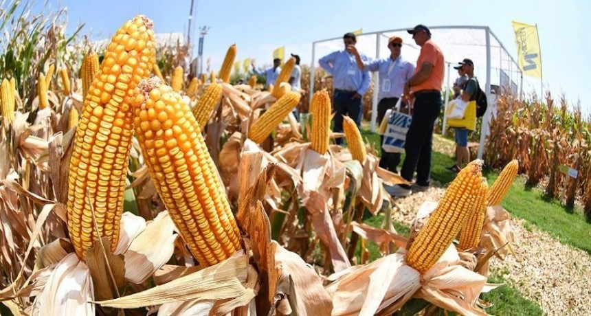  Adelantan operaciones de exportaciones del agro y esperan llegar US$ 1.000 millones 