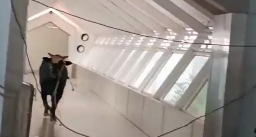  Un toro irrumpió en un banco en Israel y sus empleados tuvieron que capturarlo 