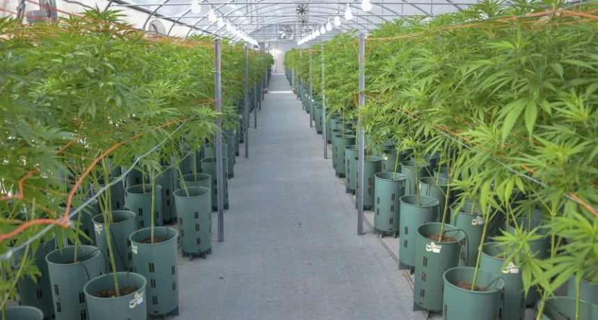  Conformaron la Mesa del Cannabis y el Cáñamo Industrial para coordinar y articular tareas 