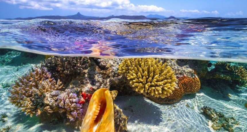  Ebullición global: la superficie de los océanos alcanzó una temperatura récord 