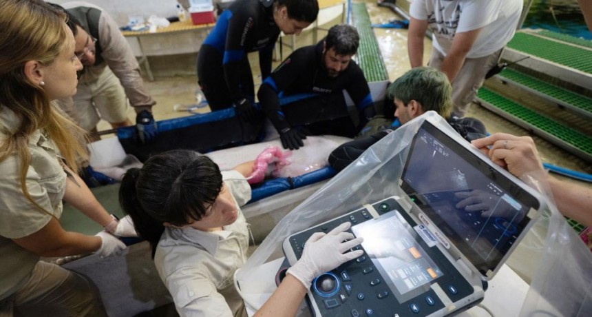  Serpientes con artrosis o ecografías en tiburones, el día a día de la veterinaria 