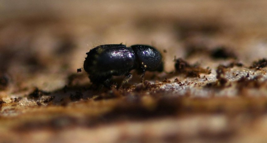  El cambio climático debilita plantas y árboles y la migración masiva de insectos elimina especies 